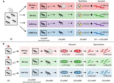 Plasticity in malaria parasite development: mosquito resources influence vector-to-host transmission potential